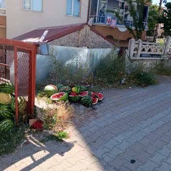 Marketin Karpuz Atıkları Ve Saygısız Çalışanları Sorunu