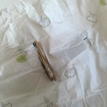 Bebek Bezinden Çıkan Büyük Tahta Parçası Güvenimizi Sarstı