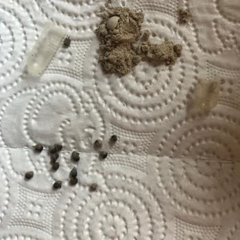 Sağlık Bakanlığı Hayıt Ekstresi Yerine Farklı Bir Toz Gönderildi, Güvenim Sarsıldı