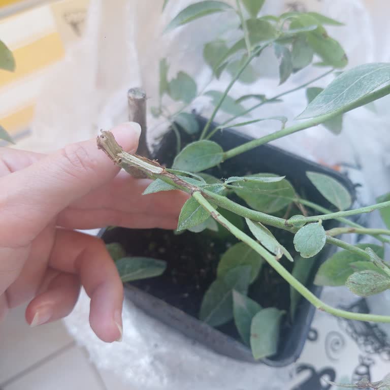 Küçük Ve Kırık Gelen Yaban Mersini Ağaçları Hayal Kırıklığı Yarattı