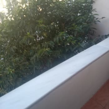 Balkon Ve Ev Kullanımını Engelleyen Ağacın Budanması Talebi