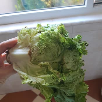 Migros Hemen Siparişimde Çürük Kıvırcık Gönderdiler Para İadesi İstiyorum