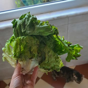 Migros Hemen Siparişimde Çürük Kıvırcık Gönderdiler Para İadesi İstiyorum