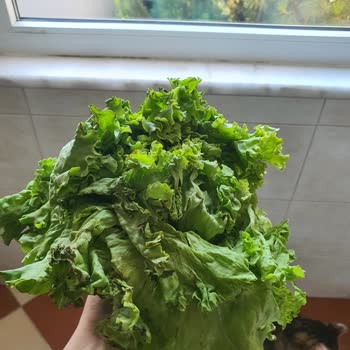 Migros Hemen Siparişimde Çürük Kıvırcık Gönderdiler Para İadesi İstiyorum