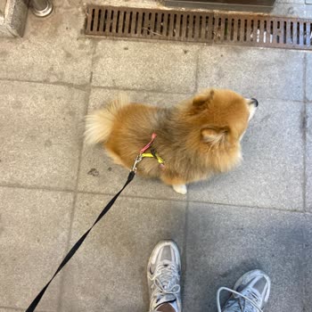 Küçük Köpeğimle Otobüse Alınmadım: Haksız Uygulama