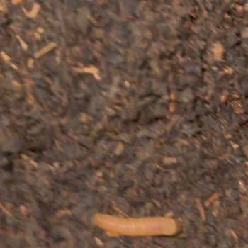 Aldığım Çaydan Canlı Kurt Ve Örümcek Ağı Çıktı