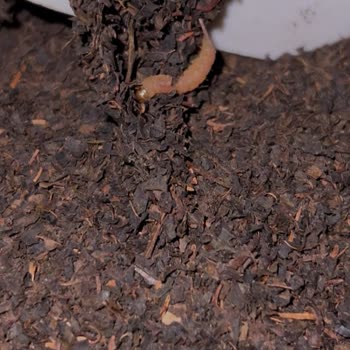 Aldığım Çaydan Canlı Kurt Ve Örümcek Ağı Çıktı