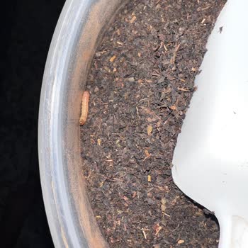 Aldığım Çaydan Canlı Kurt Ve Örümcek Ağı Çıktı