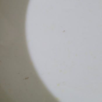 Aldığım İrmik Paketinden Canlı Kurtlar Çıktı: Hijyen Ve Güven Sıfır!