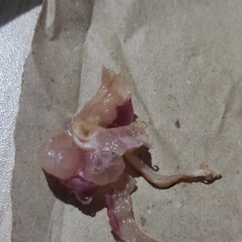 Yanlış Menü Ve Kalitesiz Ürün Teslimatı