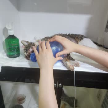 Getir Kuryesinin Hızlı Sürüşü Sonucu Sokak Kedisine Çarpması Ve Sorumluluk Almaması