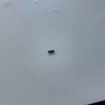 Hünkar Bulgurda Şok Edici Yabancı Madde!