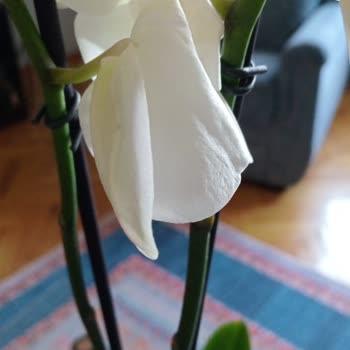 Siparişimde Solgun Orkide Ve Bitki Piresi Sorunu Yaşadım