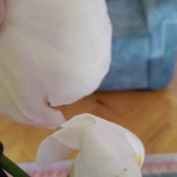 Siparişimde Solgun Orkide Ve Bitki Piresi Sorunu Yaşadım