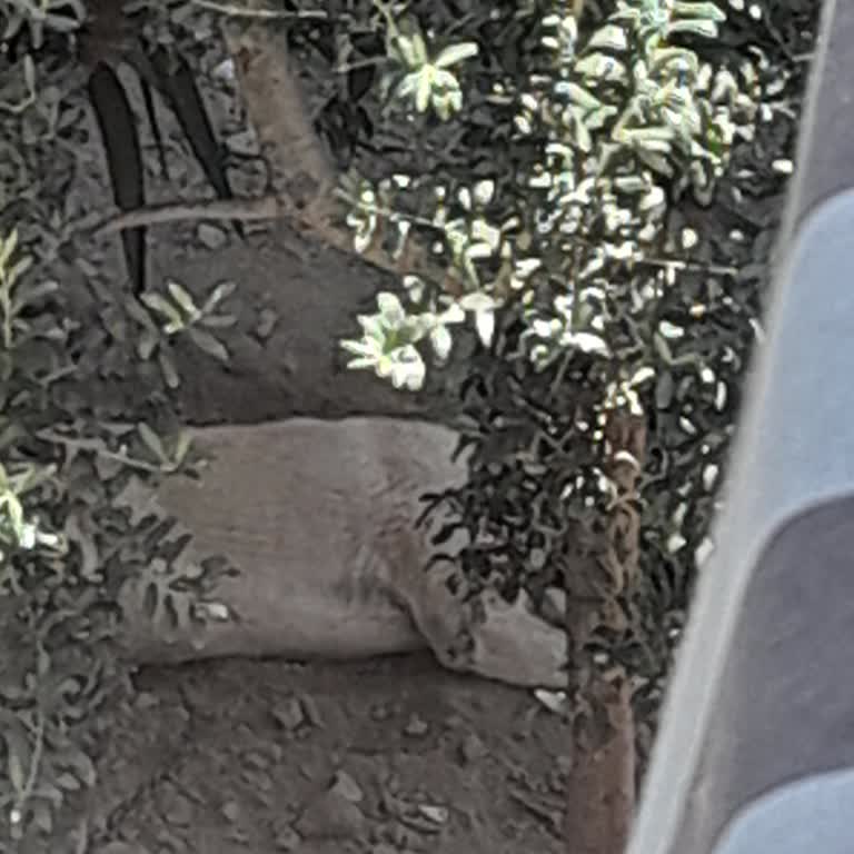 Yan Apartmandaki Kangal Köpeğin Sürekli Havlaması Uyutmuyor