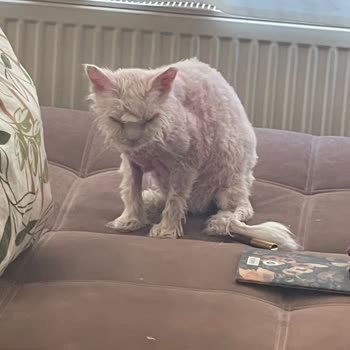 Pet-Vet Veteriner Kliniği (İstanbul- Maltepe) Mağduriyet Yaşama