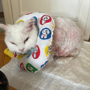 Pet-Vet Veteriner Kliniği (İstanbul- Maltepe) Mağduriyet Yaşama