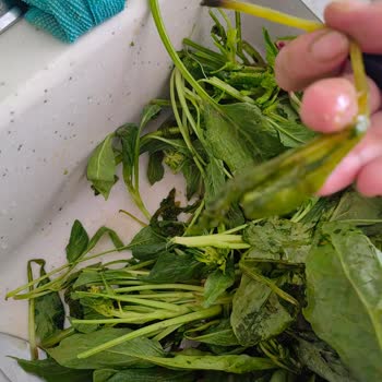 Gönderilen Ispanakların Yarısı Çöpe Gitti!