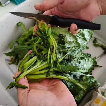 Gönderilen Ispanakların Yarısı Çöpe Gitti!