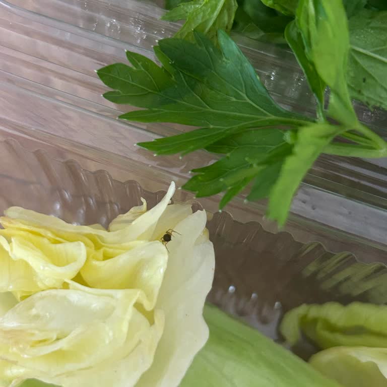 Siparişimde Marulun İçinden Örümcek Çıktı!