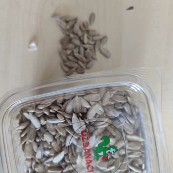 Ay Çekirdeği İçinden Cam Parçası Çıkması Ve Sağlık Riski