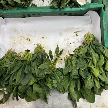 Market Şubesinde Hijyen Sorunu Ve Bozulmuş Ürün Satışı