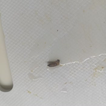 Aldığım Kuru İncirde Böcek Çıkması Hayal Kırıklığı Yarattı