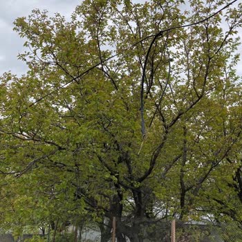 Türk Telekom Altyapı Sorunları Ve Arıza Kaydı Alınmaması