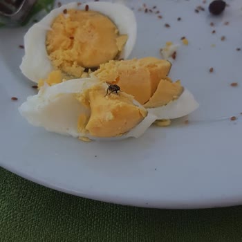 Queens Park Otel'de Sinek Sorunu Ve İlgisiz Hizmet