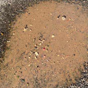 Çöp Toplama Sonrası Mahallede Kötü Koku Ve Kirlilik Sorunu