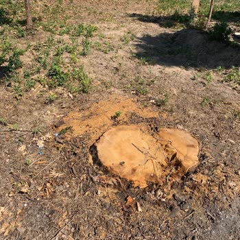 Mezarlıktaki Ağaçların Kesilmesiyle Gölgelik Alan Kalmadı