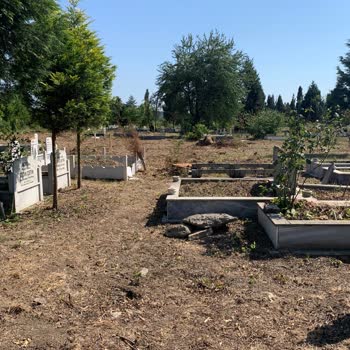 Mezarlıktaki Ağaçların Kesilmesiyle Gölgelik Alan Kalmadı