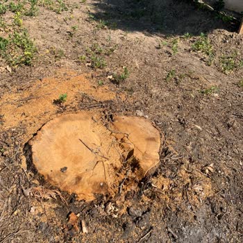 Mezarlıktaki Ağaçların Kesilmesiyle Gölgelik Alan Kalmadı