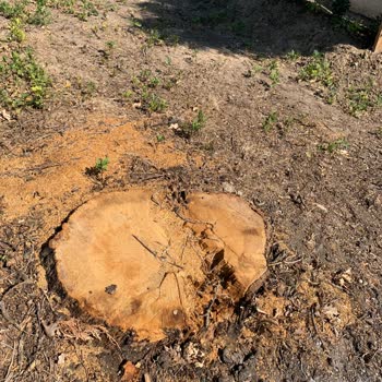 Mezarlıktaki Ağaçların Kesilmesiyle Gölgelik Alan Kalmadı