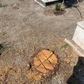 Mezarlıktaki Ağaçların Kesilmesiyle Gölgelik Alan Kalmadı