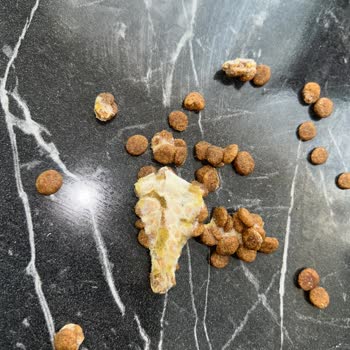 Küflü Kedi Maması Teslimatı Ve Sağlık Riski: Acil İade Veya Değişim Talebi