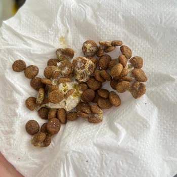 Küflü Kedi Maması Teslimatı Ve Sağlık Riski: Acil İade Veya Değişim Talebi