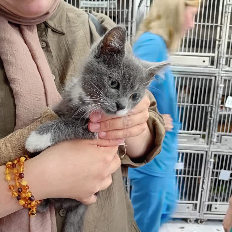 Kedimin Sağlıklı Olmasına Rağmen Ölüm Haberi Ve Sahiplenme Şüphesi