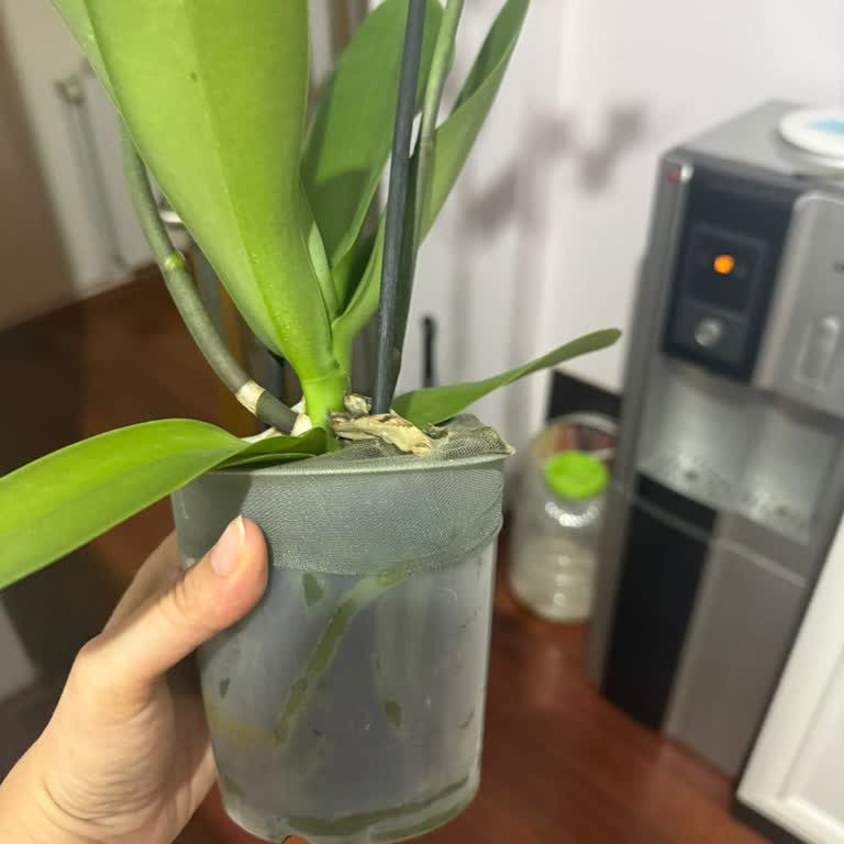 Siparişimde Seçtiğim Beton Saksı Gönderilmedi, Mağdur Edildim