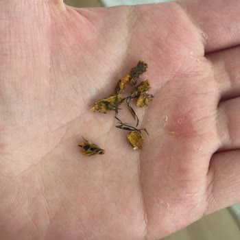 Aldığım Çıtır Leblebinin İçinden Yabancı Madde Çıktı, Sağlığımız Tehlikede!