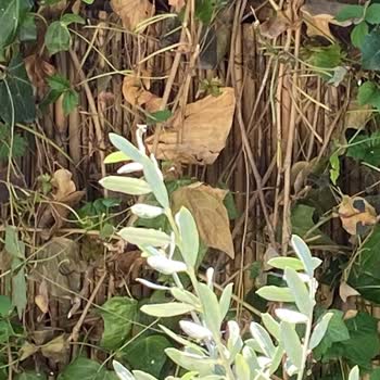 Darıca'da Hizmet Sıfır: Temizlik Ve İlaçlama Yapılmıyor!