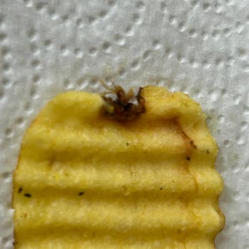 Harras Cipste Hijyen Skandalı: Değersiz Müşteri Hissi