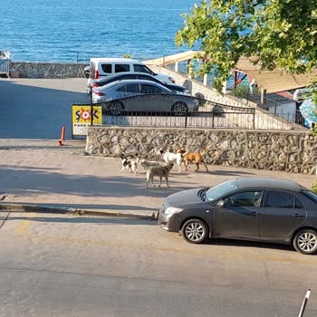 Başıboş Köpekler İçin Belediyeden Hiçbir Önlem Yok!