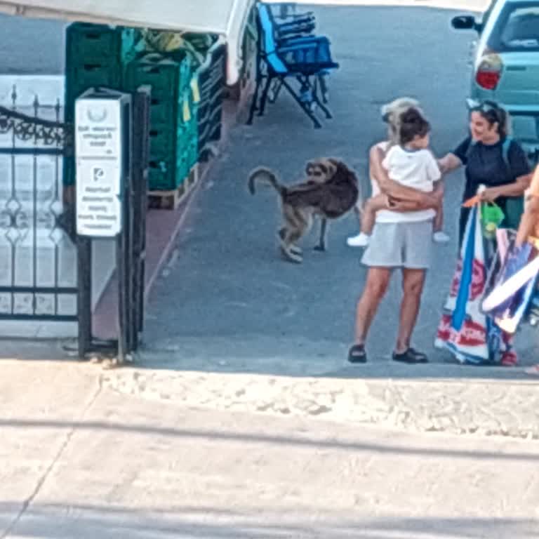 Başıboş Köpekler İçin Belediyeden Hiçbir Önlem Yok!