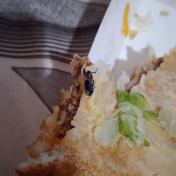 Big Mac Siparişimden Ölü Sinek Çıktı!