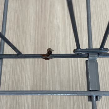 Bulaşık Makinesi Sepetindeki Metal Parçaların Paslanması Ve Sağlık Riski