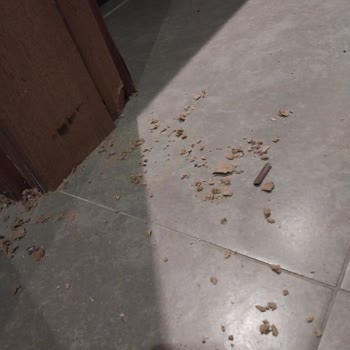 Odalarda Fare Sorunu Ve Yetersiz Yönetici Yaklaşımı