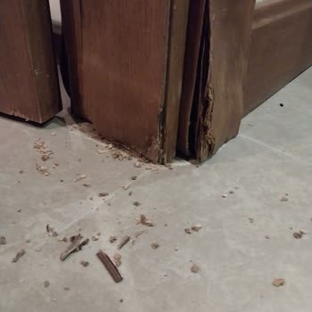 Odalarda Fare Sorunu Ve Yetersiz Yönetici Yaklaşımı