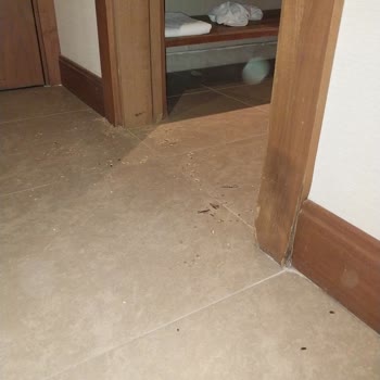 Odalarda Fare Sorunu Ve Yetersiz Yönetici Yaklaşımı