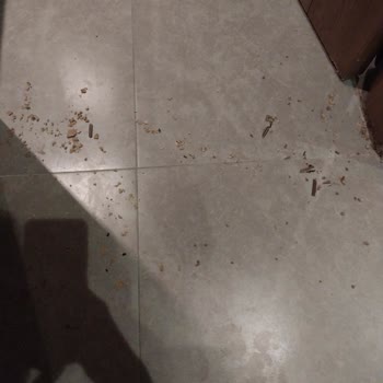 Odalarda Fare Sorunu Ve Yetersiz Yönetici Yaklaşımı